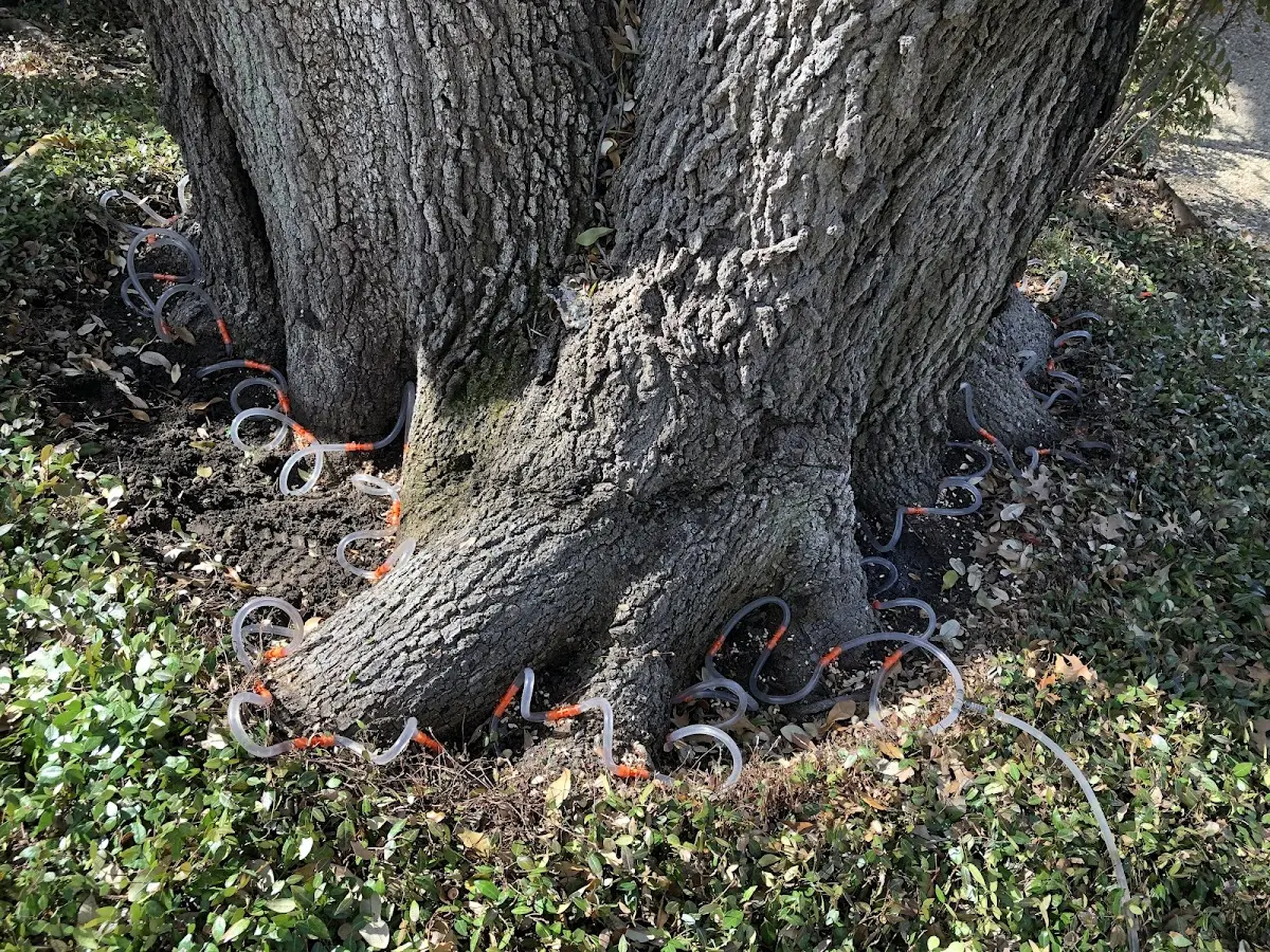 Detailed Tree Cabling and Bracing job site in Marine