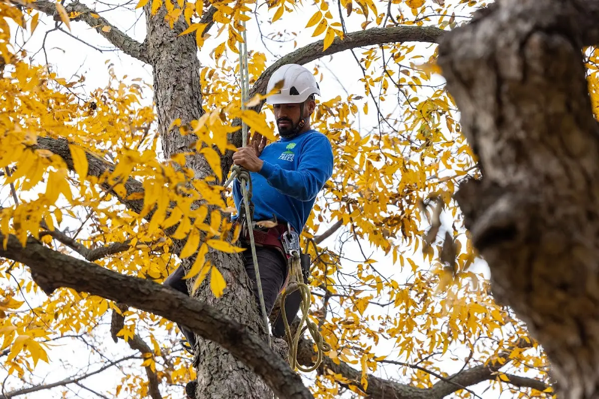 Skilled Dead Tree Removal crew working in Marine